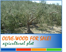 Agricultural plot for sale - olive wood, Povlja, island Bra�, Croatia